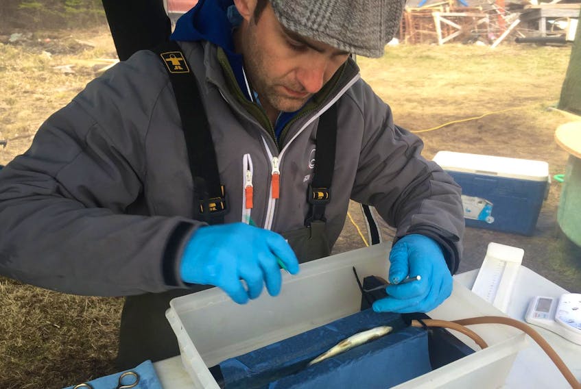 
Edmund Halfyard, research scientist with the Nova Scotia Salmon Association, installs an acoustic transmitter in a salmon smolt. - Aaron Beswick
