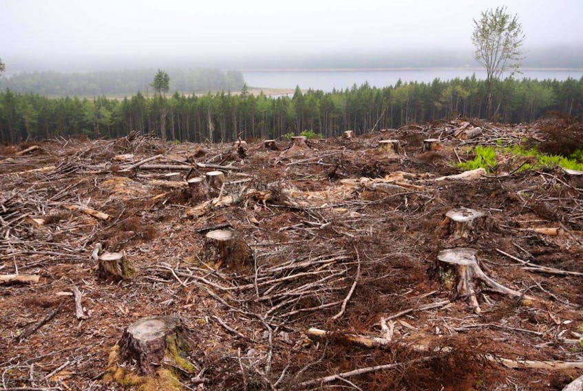 
A photo of clearcut lands in 2014. 
