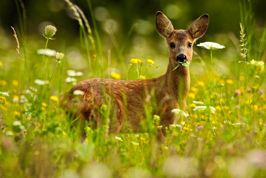 
When it comes to chewing a shrub from the top to the bottom, deer are voracious.
