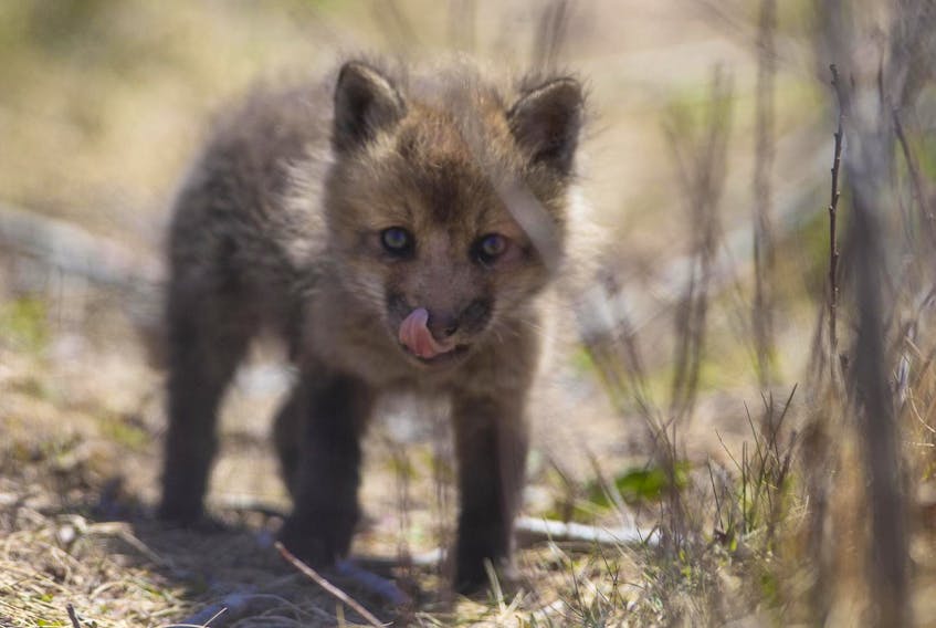 
A young fox kit is seen venturing from it’s den near Cole Harbour on May 13, 2019. - Tim Krochak

