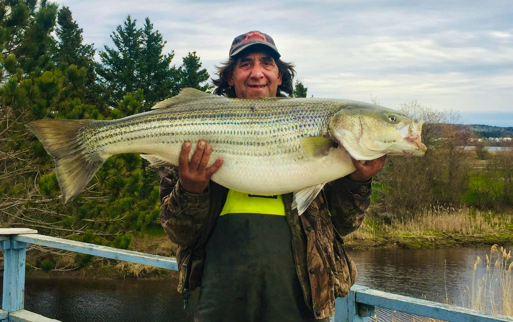 All about that bass: Nova Scotia man hooks monster fish in