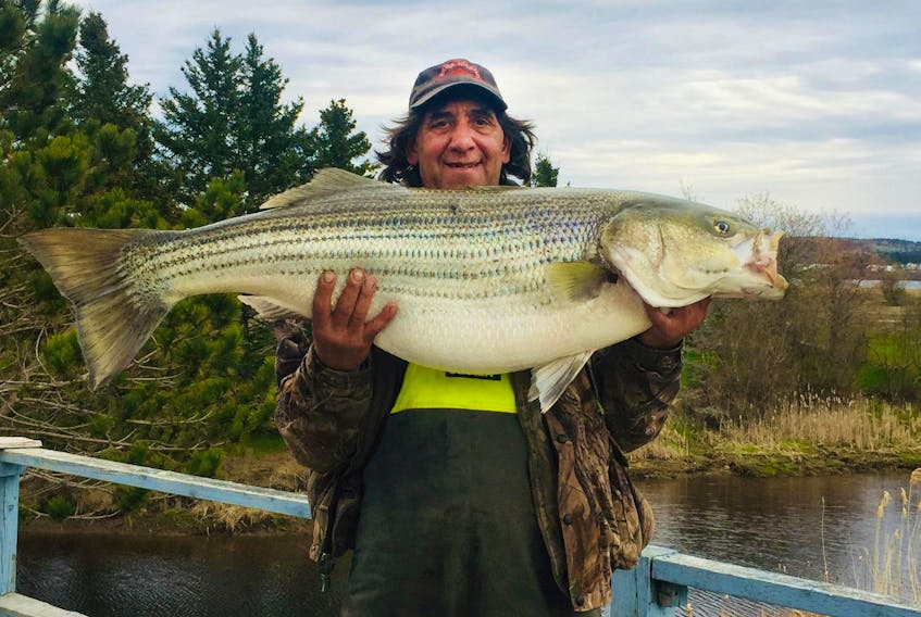 
Chad Cook with his 46-pound striped bass caught on the Annapolis River. - Contributed
