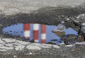 
A pigeon is seen in birdbath/ pothole near Albro Lake Road in Dartmouth on April 18. - Tim Krochak
