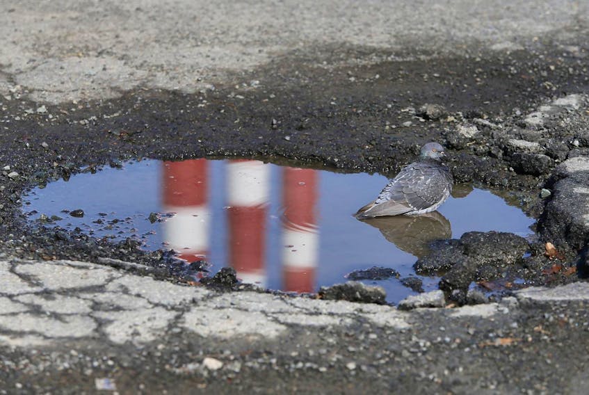 
A pigeon is seen in birdbath/ pothole near Albro Lake Road in Dartmouth on April 18. - Tim Krochak
