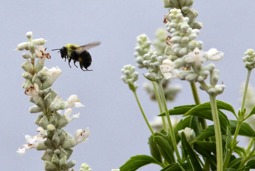 
A bee gets set to land on a flower branch near Alderney Landing in Dartmouth. 
