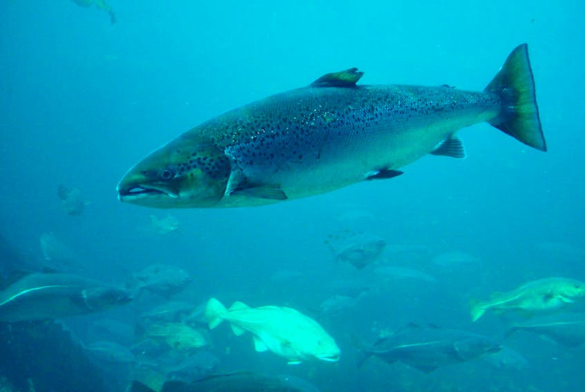 
“Many populations in the Bay of Fundy and the Atlantic coast of mainland Nova Scotia have been lost,” the Atlantic Salmon Federation said in its report released Thursday, May 30, 2019. - File
