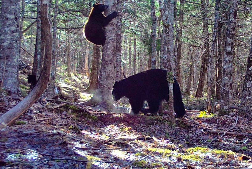 
Al Muir of Stellerton, N.S., caught photos of these bears on his trail cam a few days ago.
