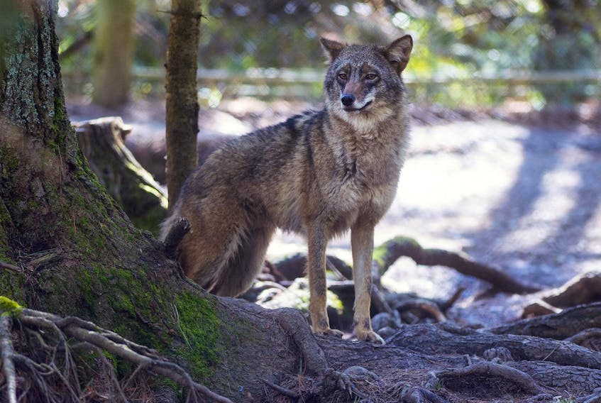 
A coyote looks out from its enclosure at the Shubenacadie Wildlife Park. The park recently started its summer season and is now open daily. - Ryan Taplin
