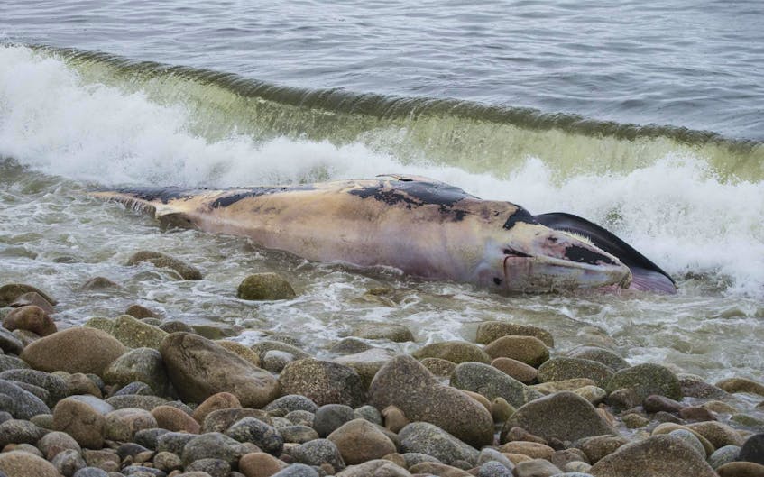 
A dead minke whale washed up at Queensland Beach on the south shore of Nova Scotia on Thursday morning. - Ryan Taplin
