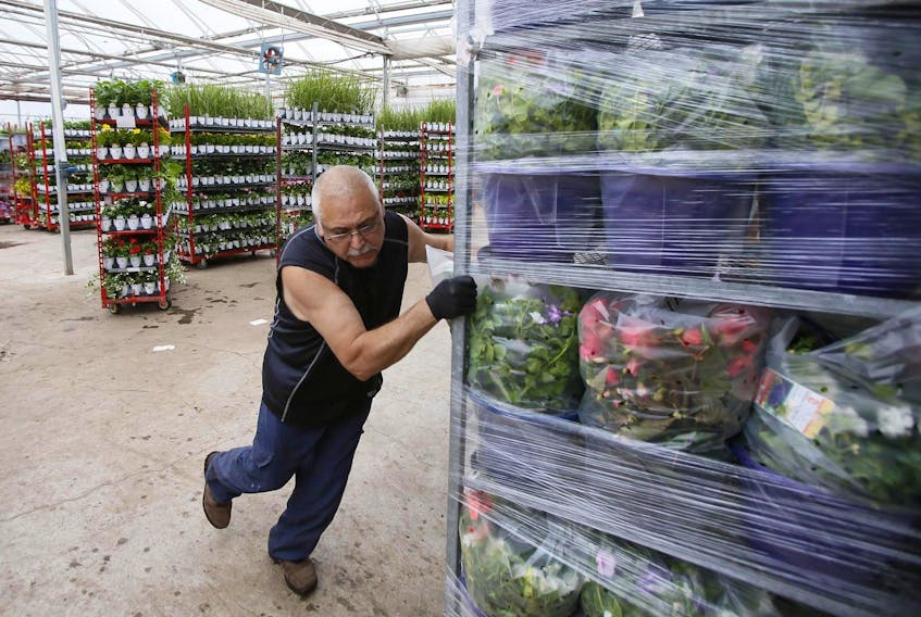 Randy John pushes a stack of potted plants toward a delivery truck at Forest Glen Greenhouses in Brookfield, Colchester County. The past month of very rainy weather has caused low sales of garden plants and sellers are hoping this weekend’s forecast changes that.