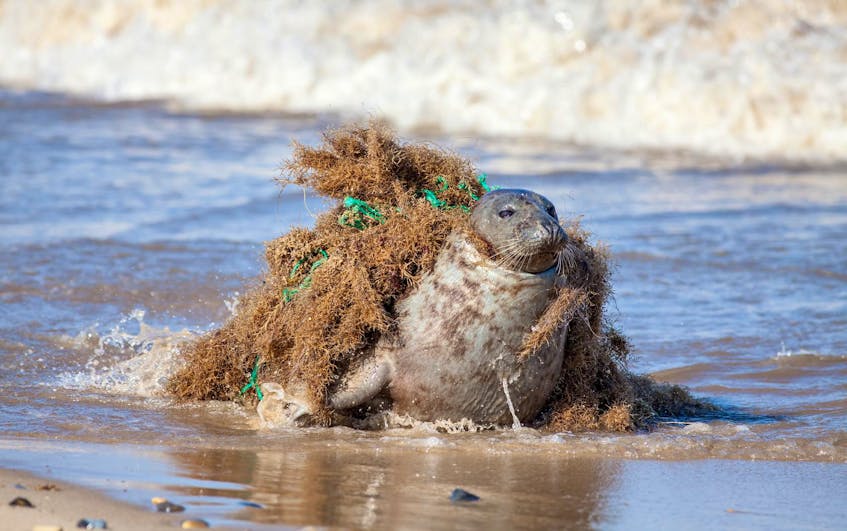 
This seal tangled up in a stray fishing net was eventually freed, but many others aren’t so lucky. So-called ghost gear is a lesser-known but significant source of ocean plastic pollution, writes Lynn Kavanagh. - Ian Dyball
