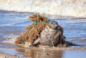 
This seal tangled up in a stray fishing net was eventually freed, but many others aren’t so lucky. So-called ghost gear is a lesser-known but significant source of ocean plastic pollution, writes Lynn Kavanagh. - Ian Dyball
