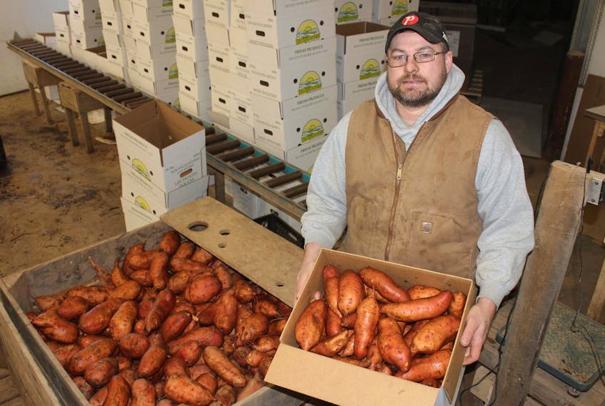 
Phillip Keddy, of Charles Keddy Farms, holds a box of sweet potatoes grown at the Kings County operation. He says foreign workers aren’t getting the hours they’re used to because of the wet, cold weather. - Ian Fairclough
