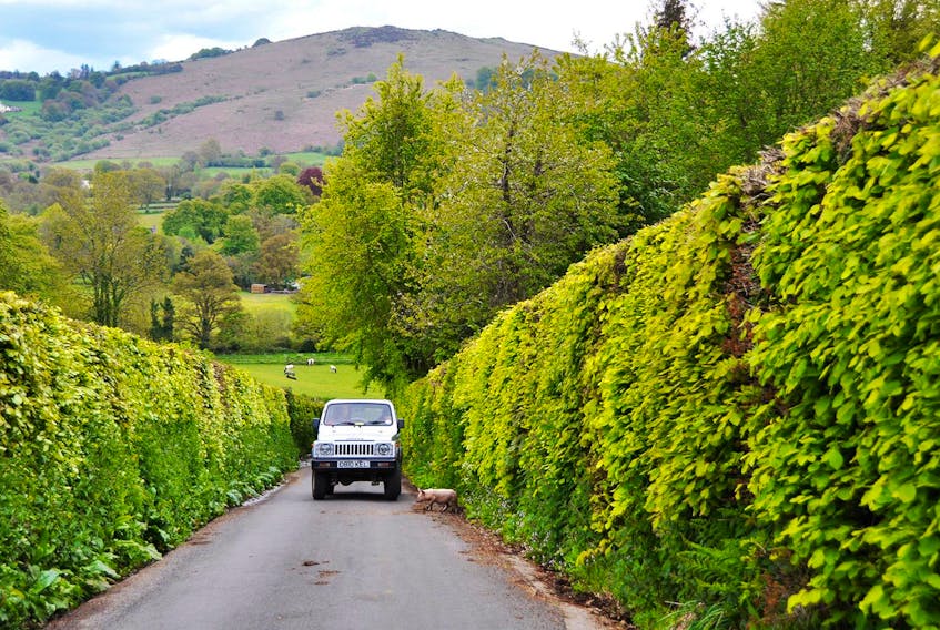 
Driving the back roads (as here, in Dartmoor, England) yields surprises by the mile. - Cameron Hewitt
