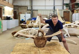 
Chris Nelson, senior instructor in the Engineering Department at Dalhousie University, poses with skeleton parts of a young blue whale that washed ashore in Nova Scotia. - Dalhousie University
