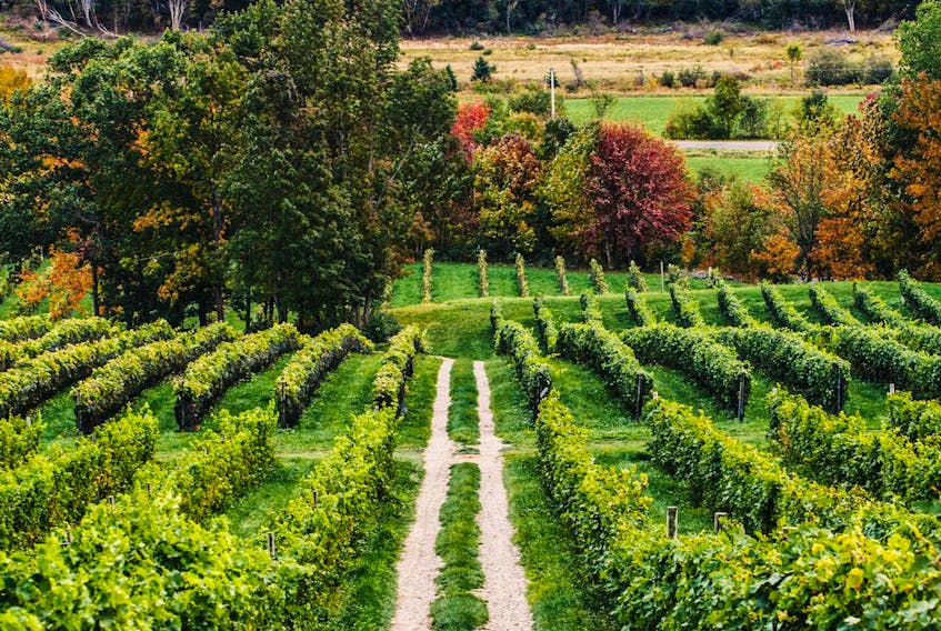 
Nova Scotia’s stunning wine region makes for a delicious day trip.
