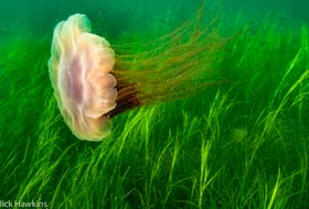 
A lions mane jellyfish passes over a bed of eel grass. - Nick Hawkins
