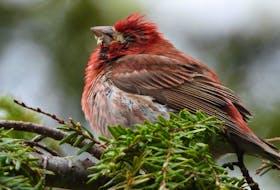 
A male purple finch, which was photographed in Ben Eoin on Friday, showed the telltale signs of trichomonosis: regurgitated food, difficulty swallowing and lethargy. - Jeannie Fraser
