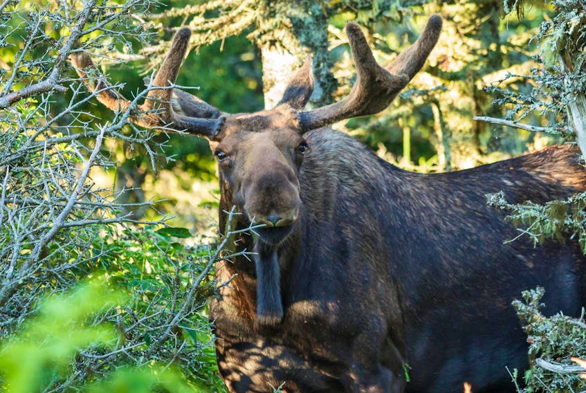 
A moose just off the Skyline Trail in the Cape Breton Highlands. - 123RF
