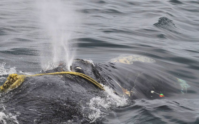 
A North Atlantic right whale is tangled in fishing rope off Massachusetts. Researchers say a recent study proves most right whales die because of human activity. - File
