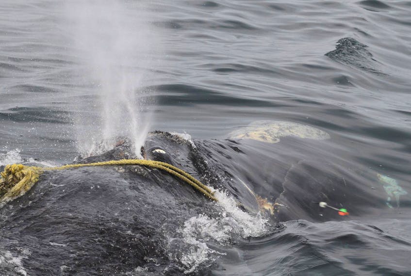 
A North Atlantic right whale is tangled in fishing rope off Massachusetts. Researchers say a recent study proves most right whales die because of human activity. - File
