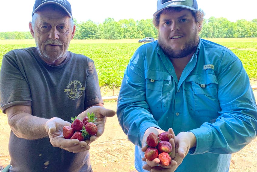 Jim Pulsifer, left, and Shane Morse of Harry Morse Farm in Somerset hold ripe strawberries. The farm started commercial picking this week, and expects its u-pick to start next week.
