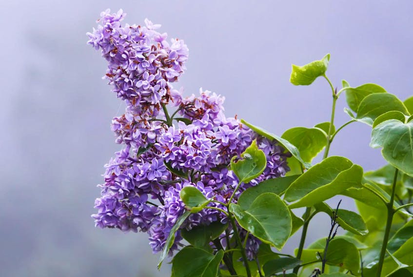 
The key to pruning all lilacs is timing. You should only prune a lilac in the first three weeks after it finishes blooming.
