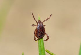 
Black-legged, or deer ticks are not the only kind of tick that can transmit disease, dog ticks like the one shown here and have been found to carry a number of things, writes Donna Lugar. - 123RF
