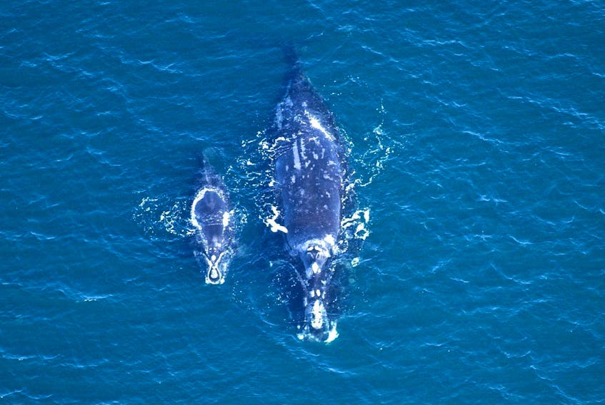 
The Sierra Club Canada Foundation is sounding the alarm over right whale deaths. - Monica Zani/New England Aquarium
