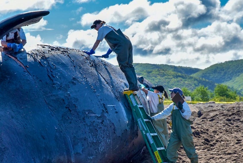 
Marine experts are shown conducting a necropsy on the North Atlantic right whale, Puncuation, in Petit Etang last week. The dead whale was located near the Magdalen Islands June 20 and towed by the Canadian Coast guard to Petit Etang last Monday. - Fisheries and Oceans Canada
