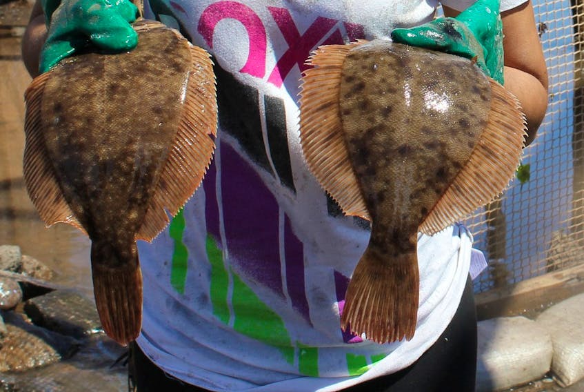 
Some species of flounder are among the fish species that could be at risk over the next 30 years as the result of warming ocean temperatures, a Rutgers University study has concluded. - File
