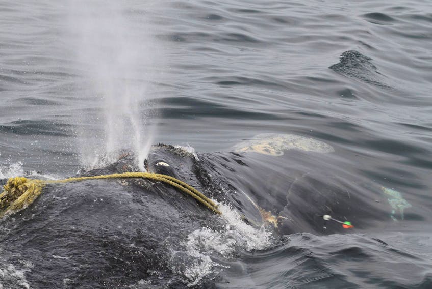 
A North Atlantic right whale is tangled in fishing rope off Massachusetts in this file photo. - Center for Coastal Studies
