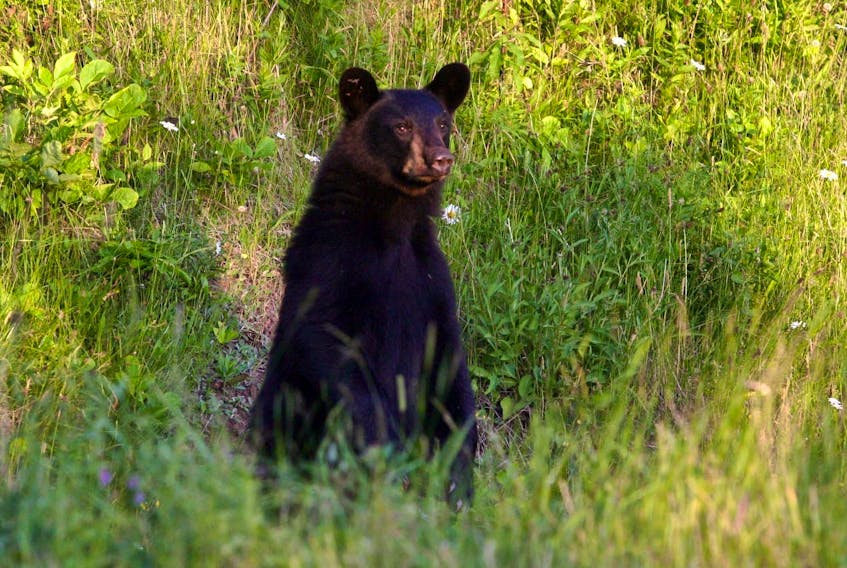
Black bear activity has been on the rise at Kejimkujik National Park Seaside adjunct. - Herald File
