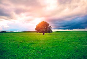 
A recent study highlighted how much of an unexpectedly large effect reforestation could have on reducing greenhouse gas emissions. - 123RF
