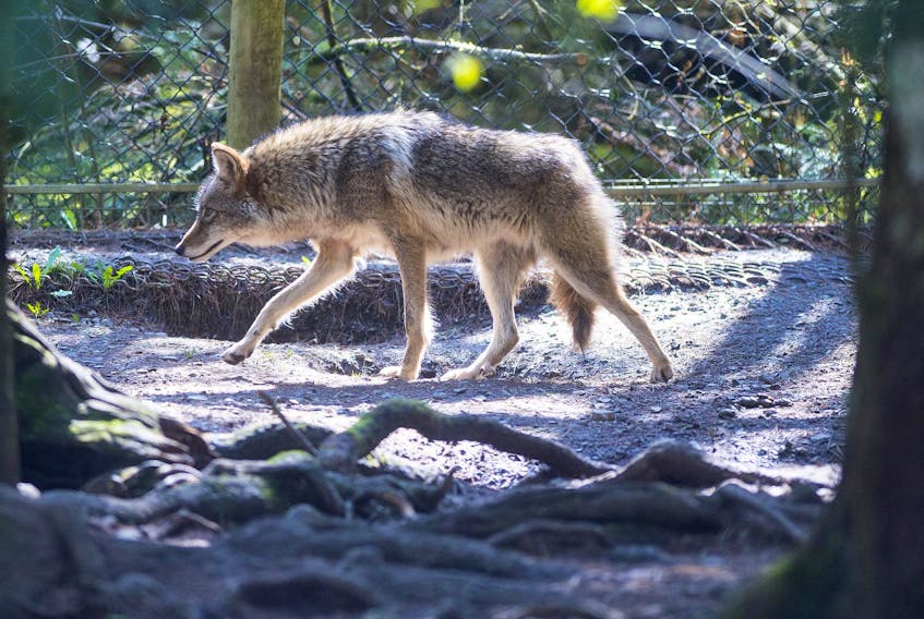 
A coyote wanders through its enclosure at the Shubenacadie Wildlife Park. - Ryan Taplin
