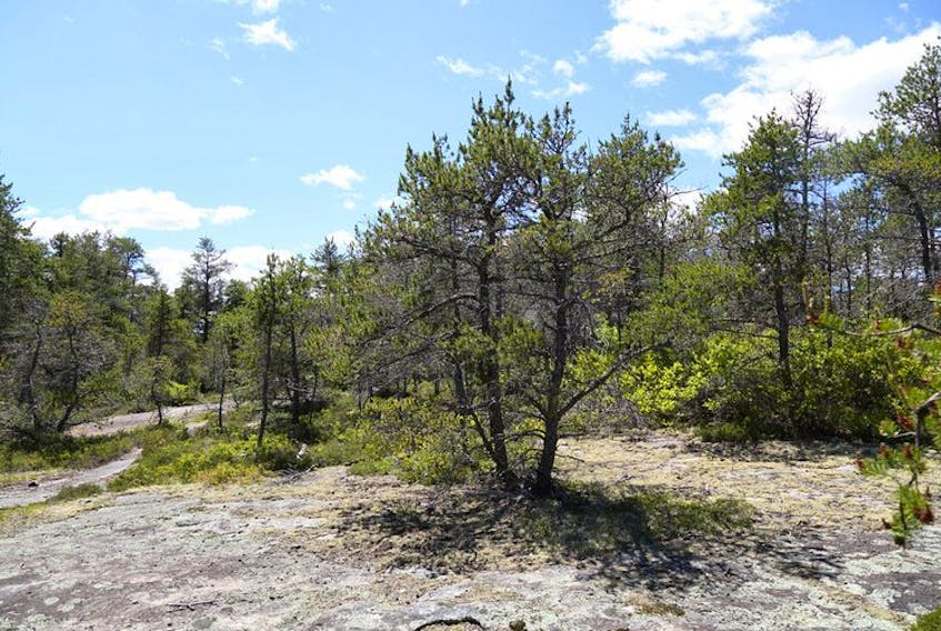 
A jack pine is seen in the Williams Lake area near Halifax. A conservation project aims to preserve ? /hectares of land that includes rare jack pine barrens habitat. - Contributed
