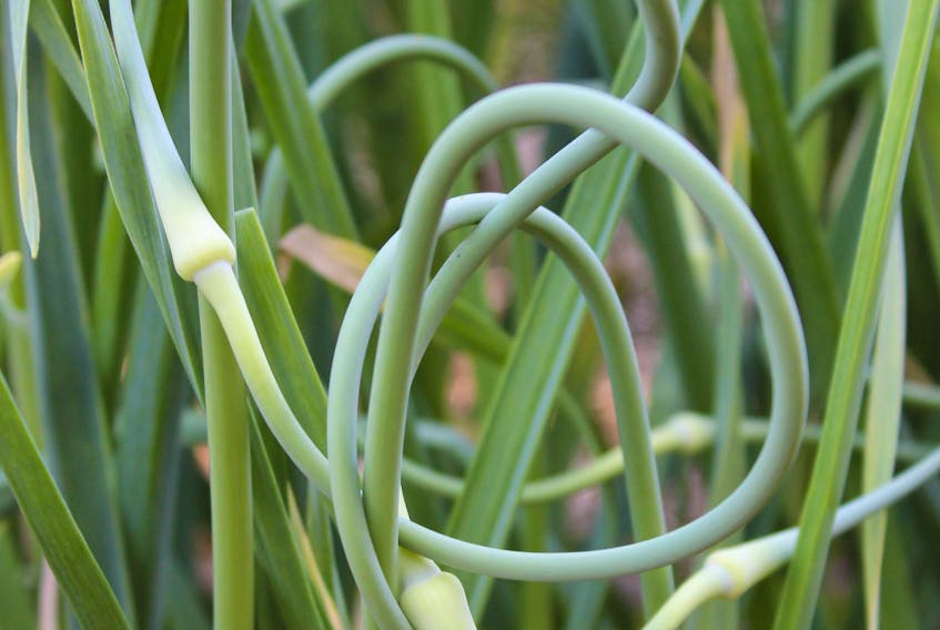 
When the garlic scapes start to curl, it’s time to get ready harvest the bulbs. 
