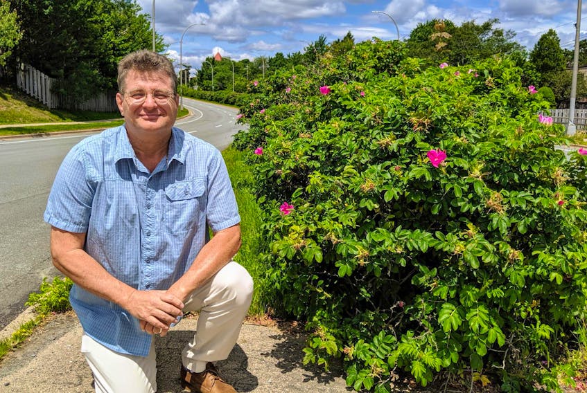 
Mark Lummis of Halifax crouches beside a rose-filled median on Dunbrack Street. Lummis has started a petition to stop Halifax Regional Municipality from cutting down the rose bushes. - John McPhee
