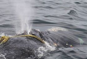 
A North Atlantic right whale is tangled in fishing rope in the Atlantic Ocean. DFO and the Canadian Coast Guard have completed Operation Ghost, a mission to search for and retrieve lost fishing gear in the Gulf of St. Lawrence. - Center for Coastal Studies 
