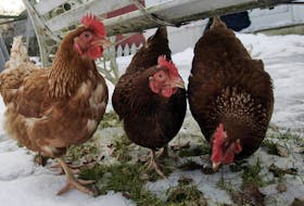 
Halifax regional council on Tuesday will consider a motion to permit the keeping and raising of egg-laying hens in all residential zones for the purpose of supplying personal household food. - Tim Krochak
