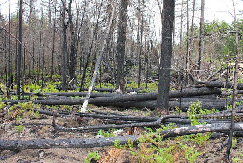 A carpet of green was starting to regrow in some areas in September 2017 after the Seven Mile Lake forest fire in Annapolis County a year earlier. Nova Scotia’s Lands and Forestry Department said the dry lightning that hit some parts of the province earlier this week is a concern because no rain accompanied it.