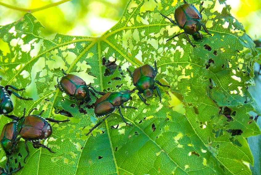 
The Japanese beetle came to Canada from several islands around Japan. The copper-body insects with dark green heads have destroyed some of Carson’s favourite plants. 
