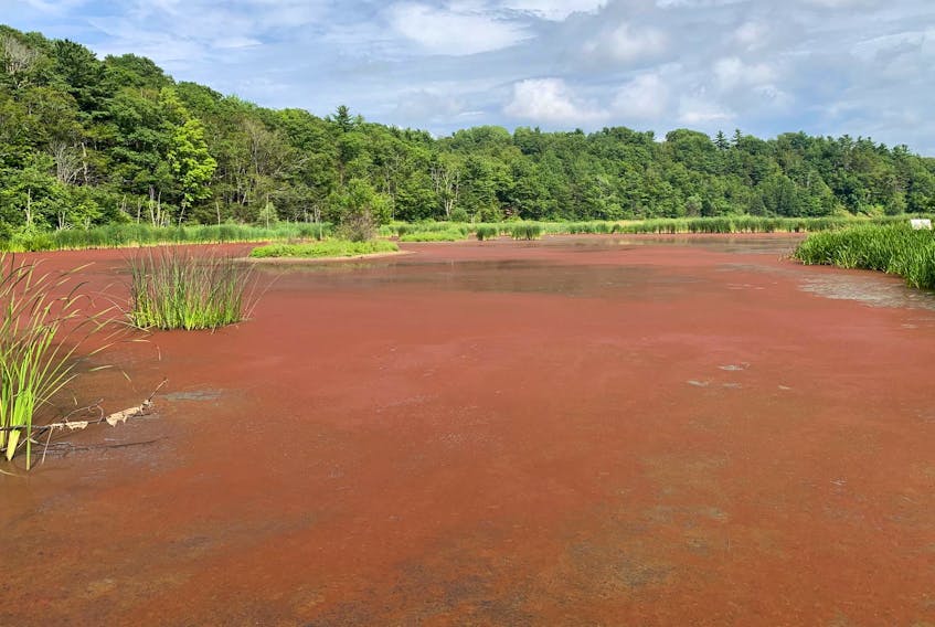 An algae bloom covers a pond at Miner’s Marsh in Kentville on Thursday.