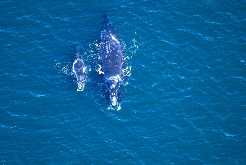 
A right whale mother and her calf are seen in the North Atlantic. A failure to plan for warmer oceans has caused human interaction problems for right whales, researchers say. - New England Aquarium
