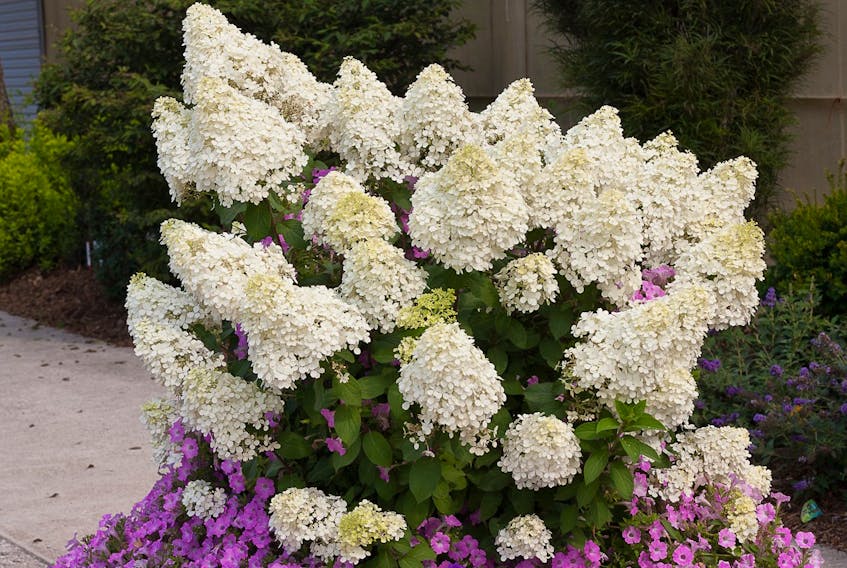 
Bobo panicle hydrangea offers compact growth and big blooms for late summer. - Proven Winners Colorchoice 
