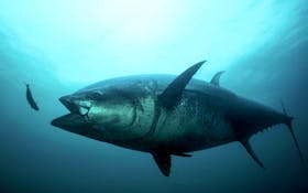 World tuna match was underway in 1975, but bluefins were hard to