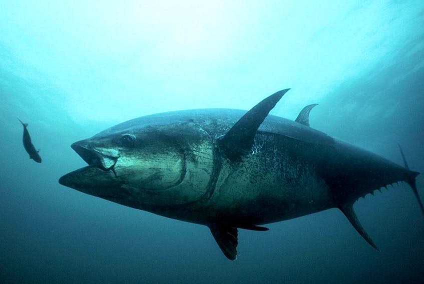 
The concentration of methylmercury — an organic compound which can cause severe damage to the brain and nervous system — rose by 23 per cent in cod and by 27 per cent in bluefin tuna in the Atlantic Ocean’s Gulf of Maine over about three decades, according to a new study by Harvard scientists. - Hopkins Marine Station
