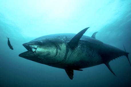 DFO releases mackrel bait catch limit for Atlantic bluefin tuna fishery