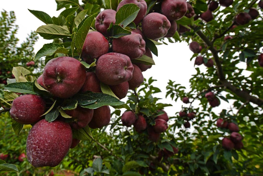 
Red Delicious apples at a farm in the Annapolis Valley. - Ingrid Bulmer / File
