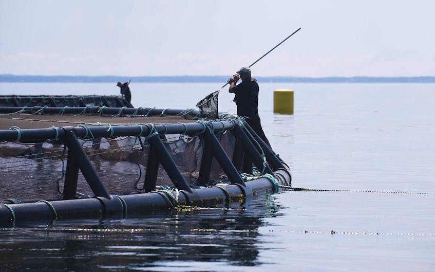 
Workers tend to nets at a Cooke Aquaculture salmon farm in the Bay of Fundy in 2012. - Adrien Veczan / File
